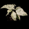 Alocasia odora 'Batik'