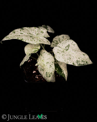 Alocasia odora 'Batik'