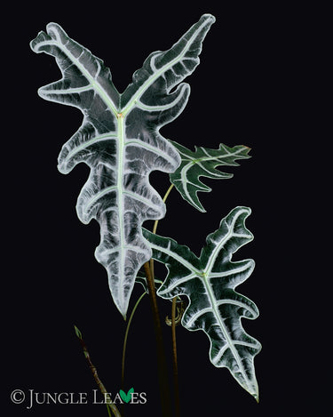 Alocasia sanderiana 'Nobilis'