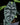Alocasia sinuata