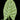 Alocasia sinuata