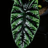 Alocasia sinuata