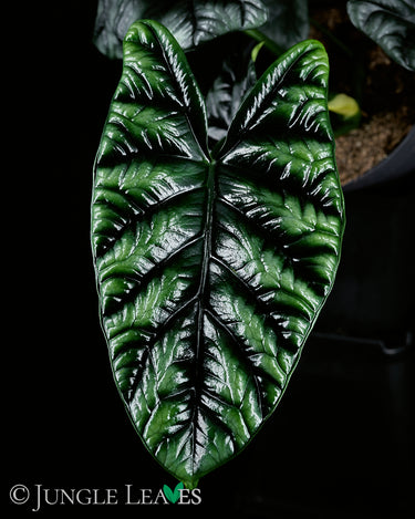 Alocasia sinuata