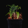 Alocasia tandurusa