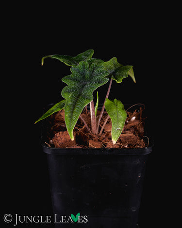 Alocasia tandurusa