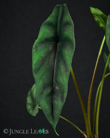 Alocasia venusta