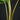 Alocasia venusta