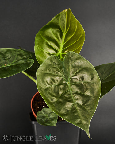 Alocasia wentii