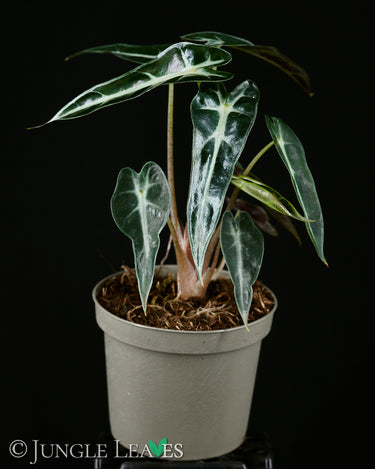 Alocasia x Amazonica ‘Bambino’