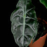 Alocasia x 'Chantrieri'