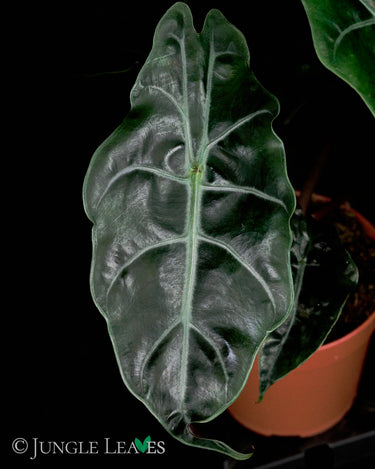 Alocasia x 'Chantrieri'