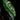 Alocasia x 'Chantrieri'