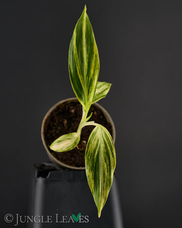 Alpinia zerumbet variegata