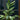 Alpinia zerumbet variegata