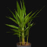 Alpinis galanga