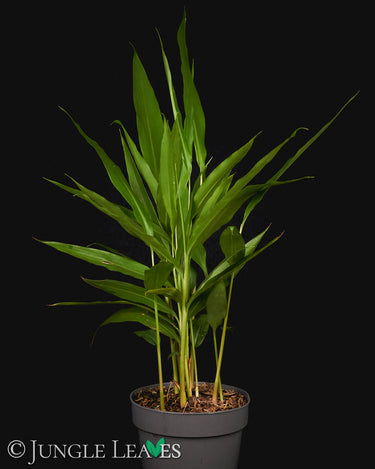 Alpinis galanga