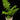 Alsophila Cyathea australis