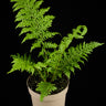 Alsophila Cyathea australis