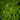 Alsophila Cyathea australis