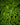 Alsophila Cyathea australis