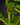 Alsophila Cyathea australis