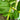 Amorphophallus bulbifer leaf