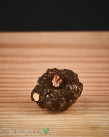 Amorphophallus dunnii tuber2