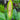 Amorphophallus fallax inflorescence