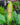 Amorphophallus fallax inflorescence