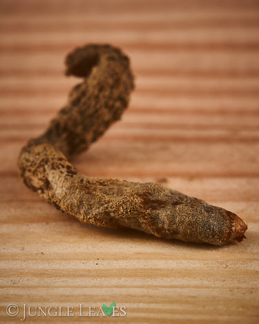 Amorphophallus impressus tuber