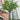 Amorphophallus konjac plant3