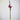 Amorphophallus konjac inflorescence1