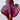 Amorphophallus konjac inflorescence2