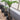 Amorphophallus konjac plant2