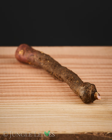 Amorphophallus laoticus tuber