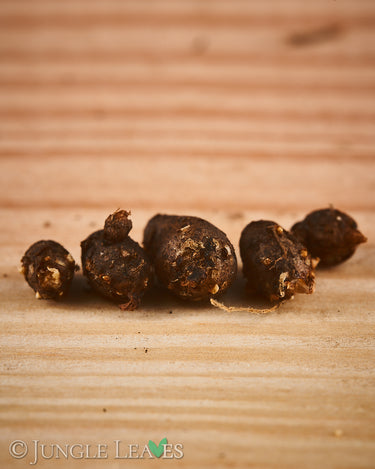 Amorphophallus myosuroides tuber2