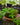 Amorphophallus myosuroides plant