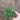 Amorphophallus ongsakulii plant1