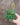 Amorphophallus ongsakulii plant1