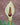 Amorphophallus ongsakulii inflorescence