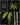 Amorphophallus prainii
