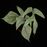 Amydrium medium 'Silver'