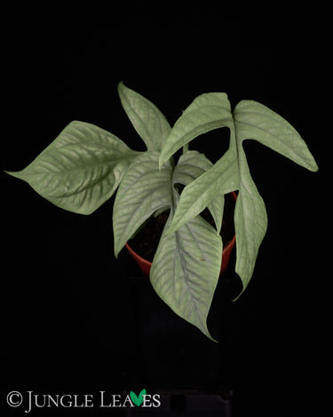 Amydrium medium 'Silver'
