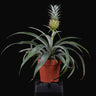 Ananas comosus