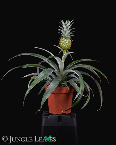 Ananas comosus
