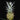 Ananas comosus