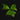 Anchomanes difformis
