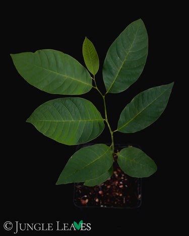 Annona x atemoya
