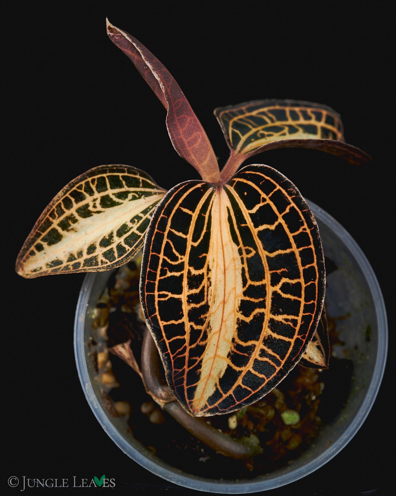 anoectochilus albolineatus variegata Anoectochilus albolineatus – Jungle Leaves