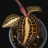Anoectochilus albolineatus